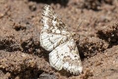 Eufidonia notataria