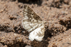 Eufidonia notataria