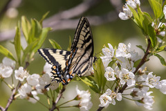 Papilio canadensis