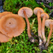 Laccaria laccata - Photo (c) Christian Schwarz, μερικά δικαιώματα διατηρούνται (CC BY-NC), uploaded by Christian Schwarz