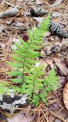 Athyrium asplenioides