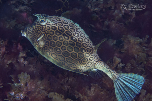 Honeycomb Cowfish