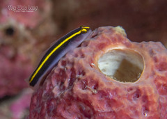Yellowprow Goby photo 4