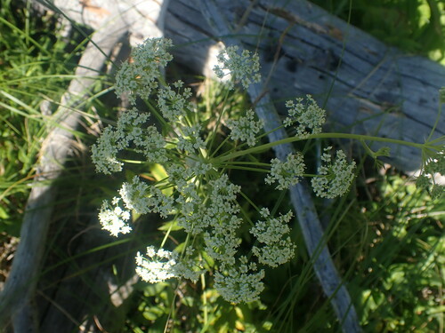 Image of Cicuta douglasii by no rights reserved