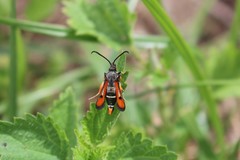 Pyropteron chrysidiforme