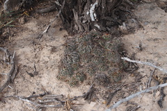 Coryphantha neglecta