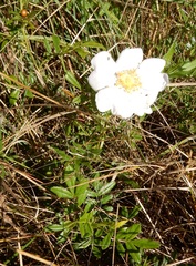 Rosa foliolosa