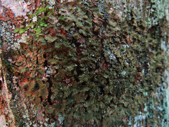 Melanelixia glabratula