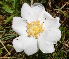 Rosa foliolosa