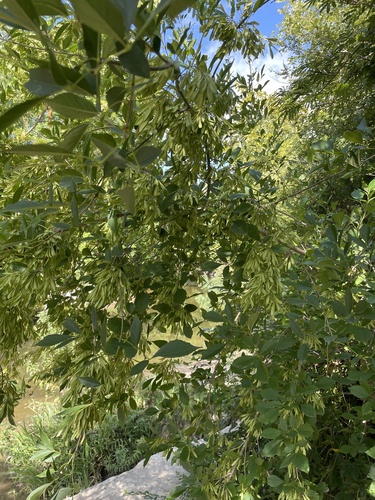 Image of Fraxinus berlandieriana by (c) Sam Kieschnick, some rights reserved (CC BY)
