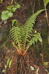 Polystichum speciosissimum