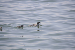 Mergus merganser