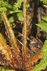 Polystichum speciosissimum