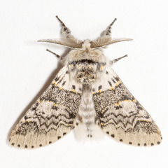 Furcula occidentalis