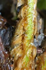 Polystichum speciosissimum