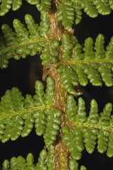 Polystichum speciosissimum
