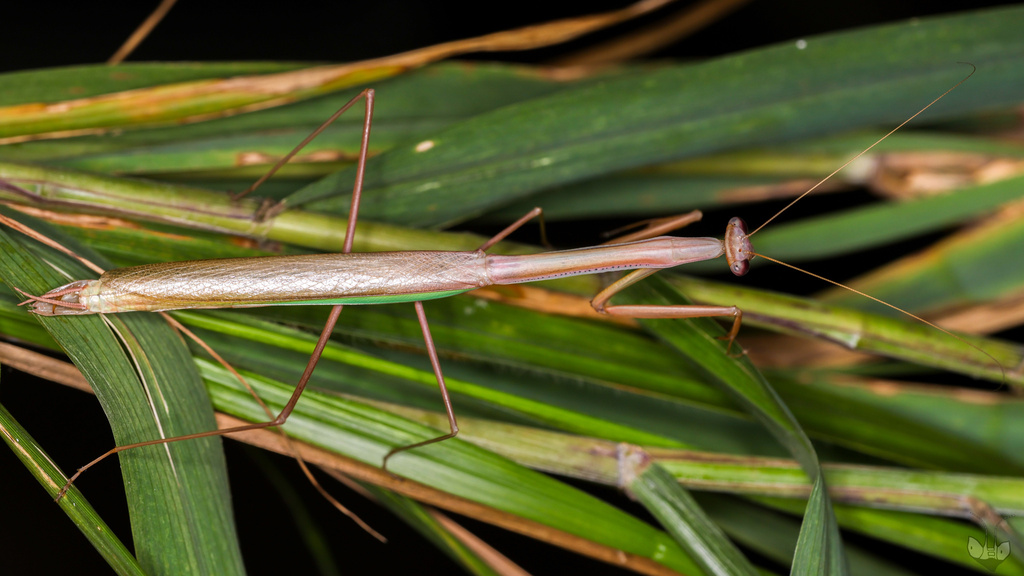 Mesopteryx