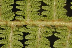 Polystichum speciosissimum