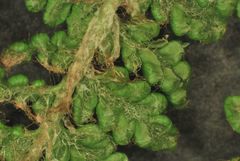 Polystichum speciosissimum