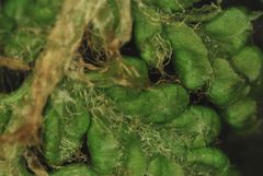 Polystichum speciosissimum