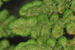 Polystichum speciosissimum