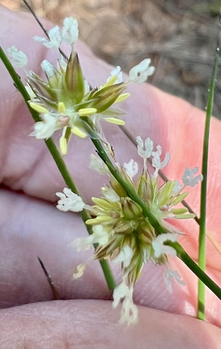 Image of Juncus chlorocephalus by (c) Steve Matson, some rights reserved (CC BY)