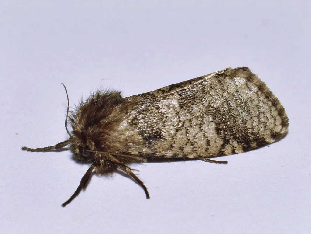 Gymnelema