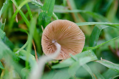 Conocybe apala albipes