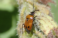 Deraeocoris punctum