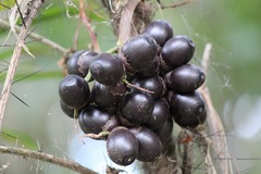 Bactris major