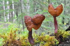 Gyromitra ambigua image