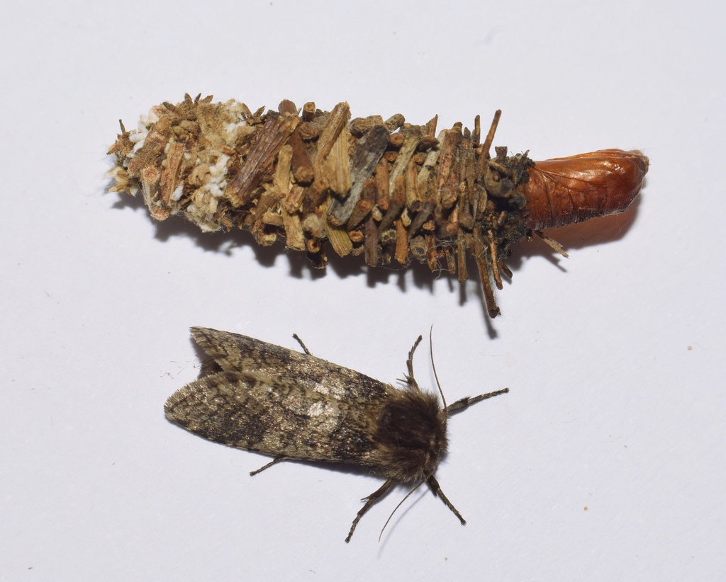 Cross Stick Bagworm