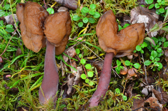 Gyromitra ambigua image