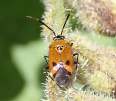 Deraeocoris punctum