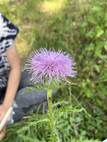 Image of Cirsium pumilum by no rights reserved