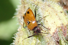 Deraeocoris punctum