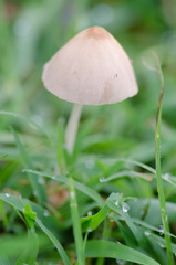 Conocybe apala albipes