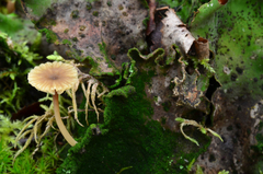 Lichenomphalia umbellifera image