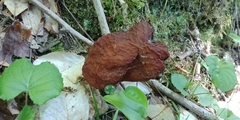 Gyromitra esculenta