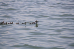 Mergus merganser