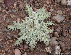 Glyptopleura marginata