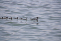 Mergus merganser
