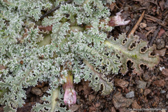 Glyptopleura marginata