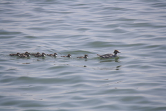 Mergus merganser