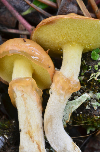 Suillus umbonatus