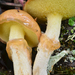 Suillus umbonatus - Photo (c) Christian Schwarz, alguns direitos reservados (CC BY-NC), uploaded by Christian Schwarz