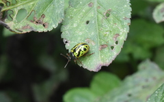 Calligrapha fulvipes