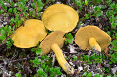 Suillus tomentosus image