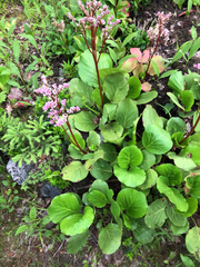 Bergenia crassifolia