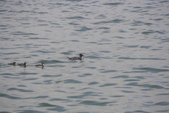 Mergus merganser